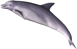 Dolphin Png Clipart