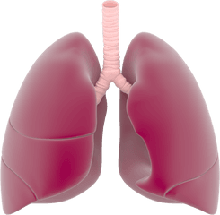 Download Free Png Lungs - Real Lung Png