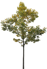 Small Maple Tree 3 - Architecture Cut Out Trees Png