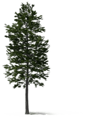 Fir - Tree Png Hd Quality Png Play Tall Pine Tree Png