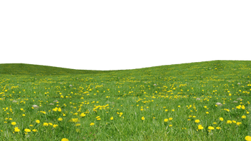 Grass Download Png