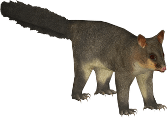 Download Common Brushtail Possum - Common Brushtail Possum Png