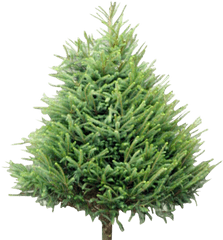 Wholesale Christmas Trees Supplier Welsh British - Chunk Of Pine Tree Png