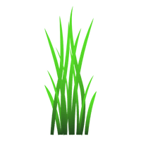 Vector Grass PNG Image High Quality