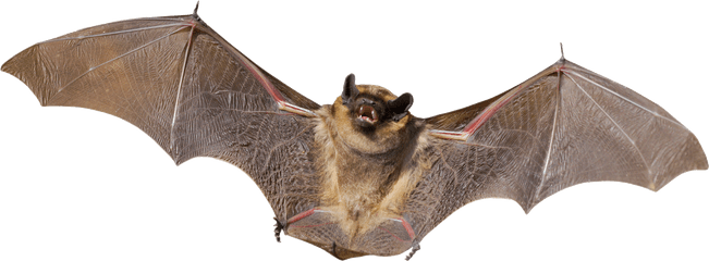 Download Bat Png Images Free - Bat Png