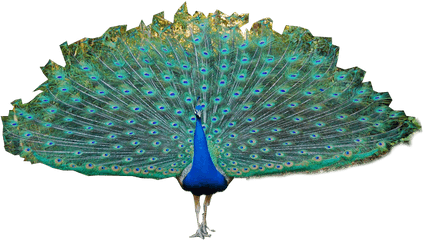 Peacock Png Images Free Download - Peacock Tail Png