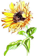 Sunflower Watercolor Transparent Png - Sunflower