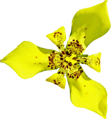 Download Orchid Png Image For Free - Cut Flowers