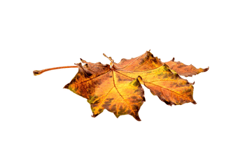 Autumn - Leaf On Ground Png