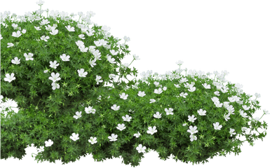 Download Pure Li Fi Session - Flower Bed Clip Art Png