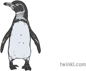 Galapagos Penguin Illustration - Galapagos Penguin Black And White Png