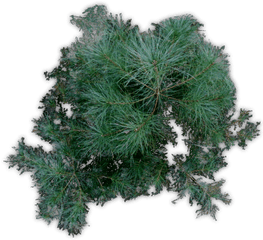 Pine Tree Plan Png Picture 803968 - Mexican Pinyon