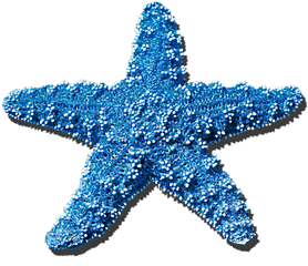 Starfish - Blue Sea Star Png