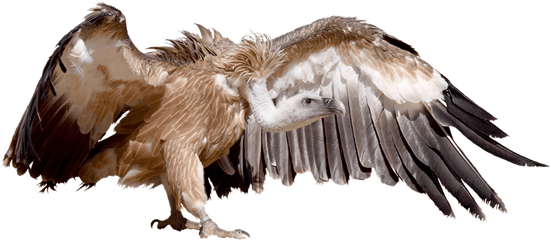 African Wildlife Poison Database Website - Hawk Png