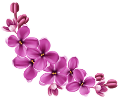 Flowers Png 9