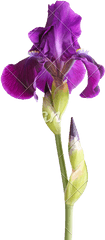 Stem With Deep Purple Iris Flower Isolated - Iris Purple Flower With Stem Png