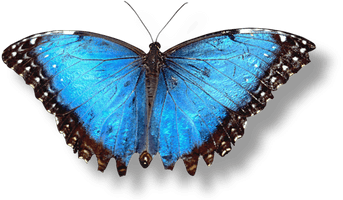 Butterfly Png Image