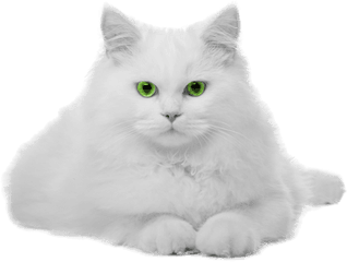 White Cat - Gato Branco Png