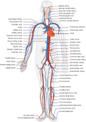 Muscle Veins Transparent Png Clipart - Blood Flow Of The Body