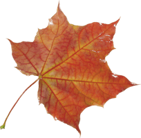 Autumn Vector Leaf Pic PNG Free Photo