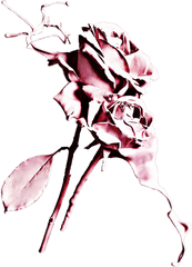 Download Dripping Drawing Rose - Fond D Ã‰cran Tumblr Rose Aesthetic Flower Wallpaper Phone Png