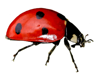 Ladybug Clipart - Ladybug Png