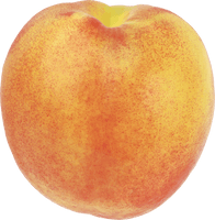 Peach Png Image