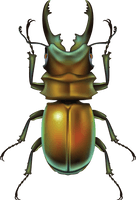 Bug Png Image