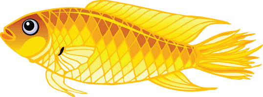 Gold Fish Png Image