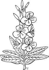 Artsymmetrymonochrome Png Clipart - Royalty Free Svg Png Flowering Plant Clipart Black And White