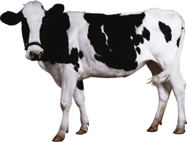 Cow Png Image