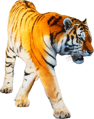 Tiger Portable Network Graphics Transparency Clip Art - Transparent Tiger Clean Png