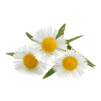 Camomile Png Image