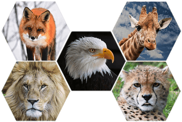 Wild Animals Png - Transparent Wild Animals