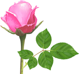 Pink Rose Flower Roses - Flower Pink Rose Images Download Png