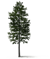 Fir - Tall Pine Tree Png