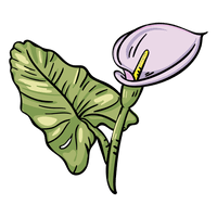 Lily Calla Free Transparent Image HD - Free PNG