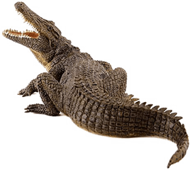 Crocodile Png Image - Papo Crocodile