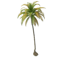 Coconut Tree File - Free PNG