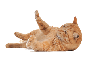 Cat Png Image Download Picture Kitten