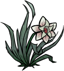 Magic Flower Donu0027t Starve Game Wiki Fandom - Orris Root Png