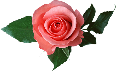 Pink Rose - Transparent Background Roses Transparent Clipart Clear Background With Rose Png