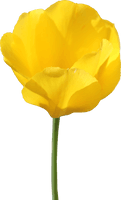 Tulip Transparent - Free PNG