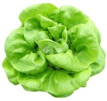 Lettuce Green Download Free Image - Free PNG