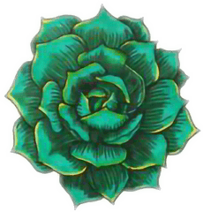 4570book 1080 Uhd Miscreant Rose Tumblr Clipart Pack - Succulent Drawing Png