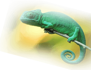 Animal Planet - Common Chameleon Png