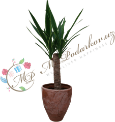 Yucca Png