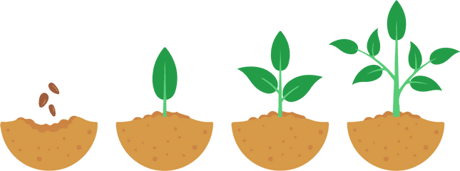 Seeds Take Time To Grow - Growing Process Of A Plant Clipart Clipart Plant Growing Stages Png