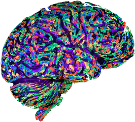 Art Brain Transparent Background Png - Euphoria In The Brain