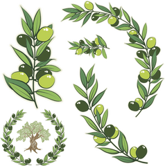 Green Wreath Png - Olive Branch Meaning Transparent Olive Branch Vector